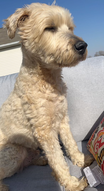 a picture of Louie, a wheaten terrier.